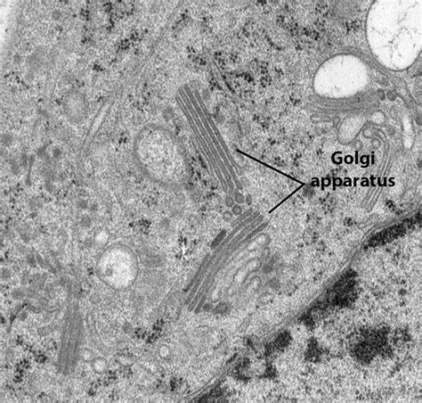 BIOL 230 Lecture Guide - Electron Micrograph of a Golgi Body