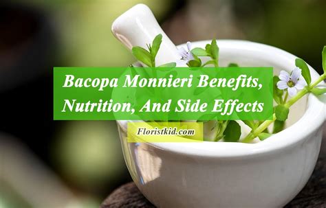 Bacopa Monnieri Benefits, Nutrition, And Side Effects