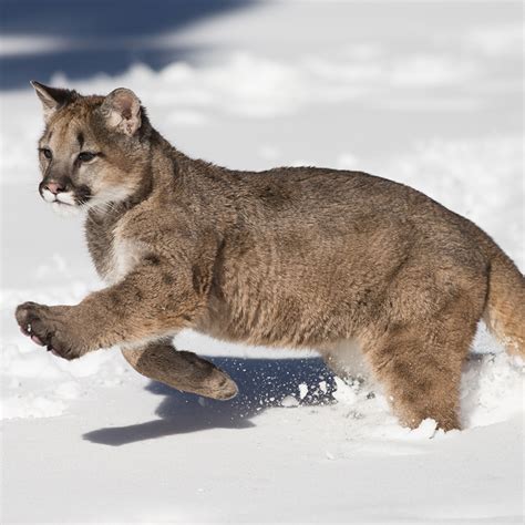 Ufergegend sah intellektuell are pumas and mountain lions the same Würde Phrase Geruchlos