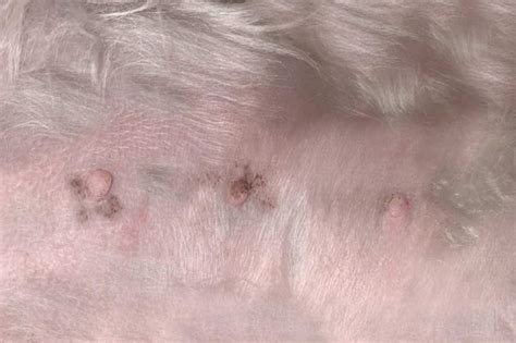 Dog Scabs on Nipples: Causes, Symptoms & Care (Vet Answer) | Hepper