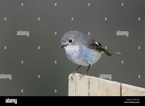 Dusky Robin Melanodryas vittata Tasmania Australia BI031288 Stock Photo ...