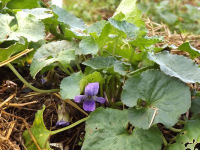 Sweet Violet – Edible, Medicinal, Beautiful | ARealGreenLife