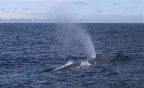 Blue whales return to South Georgia after near extinction