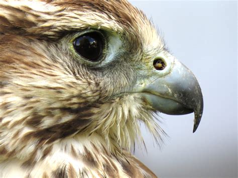 Free Images : nature, sharp, wing, animal, wildlife, zoo, portrait, beak, eagle, predator, hawk ...