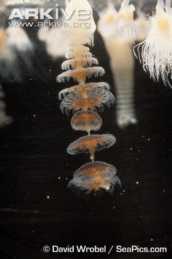 Fried egg jellyfish polyp asexually reproducing | Jellyfish, Polyp, Underwater life