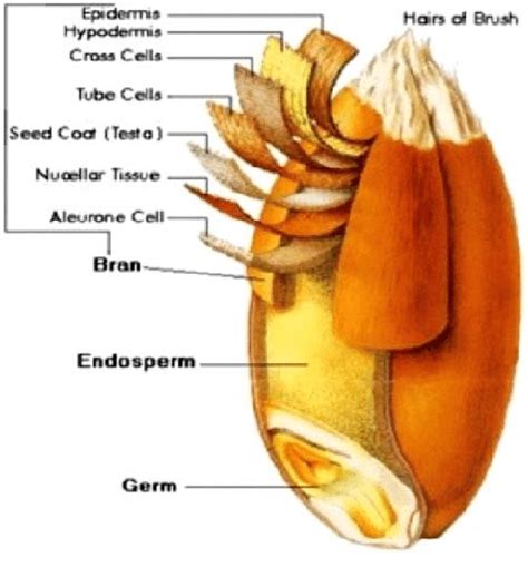 The structure of a wheat grain (http://www.classofoods.com/ page1_1.html) | Download Scientific ...