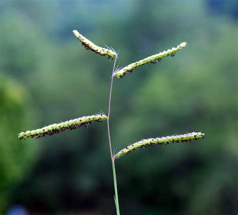 Paspalum dilatatum | UMass Amherst Landscape, Nursery & Urban Forestry Program