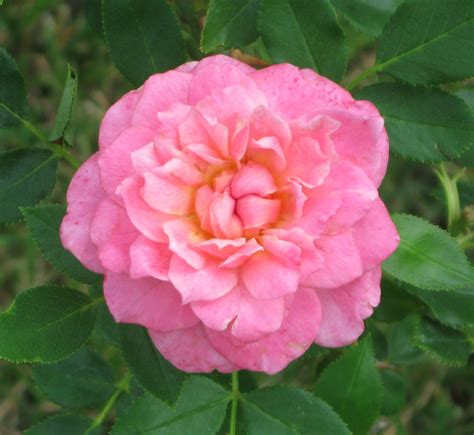 Sunrosa ® Fragrant Pink Rose – Sunfire Nurseries