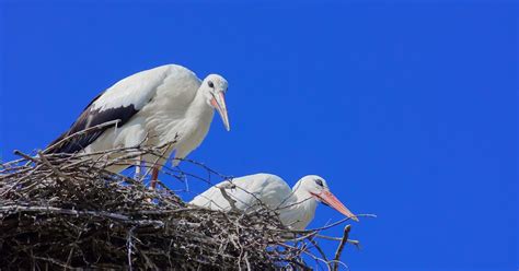 White Storks nest in Britain for the first time in hundreds of years!