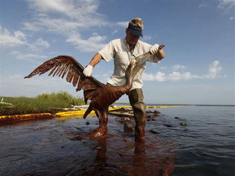 Animals Hurt By Gulf Oil Spill - Photo 1 - CBS News