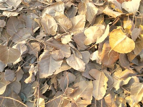 Banyan tree leaves stock photo. Image of vein, background - 65510158