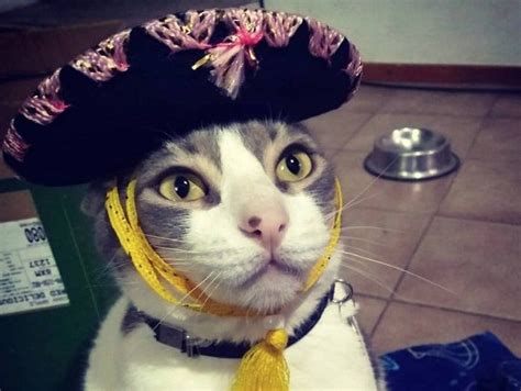 500 Mexican Cat Names | Cat names, Cats, Funny cat faces