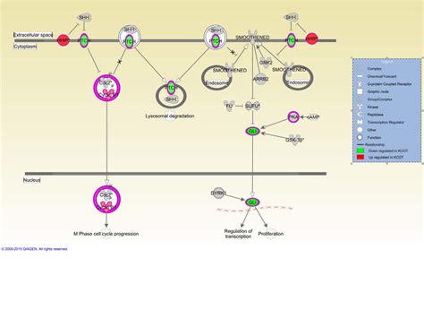 Sonic hedgehog signaling pathway. The upregulated and downregulated... | Download Scientific Diagram