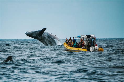 Whale Watching Maui Tours - With Close Encounters!