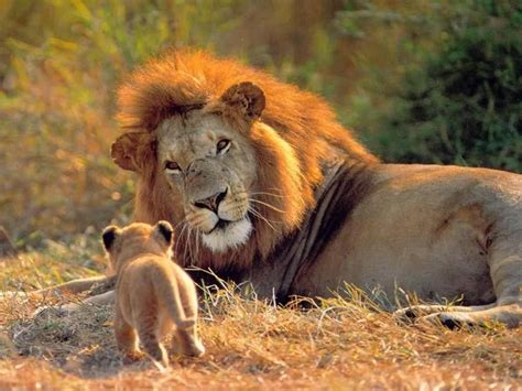 Lion and cub | Most Beautiful Images