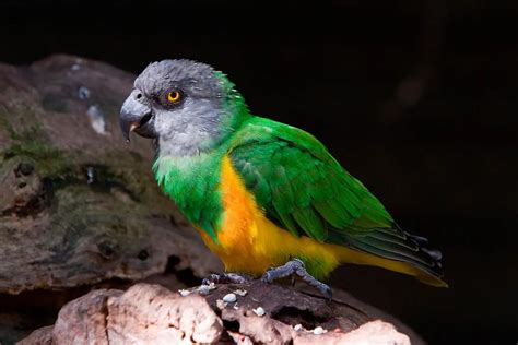 Senegal Parrot (Poicephalus senegalus) - Exotic birds