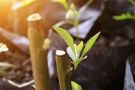 Hardwood cuttings are one of the easiest ways to propagate woody plants, if you have shrubs in ...