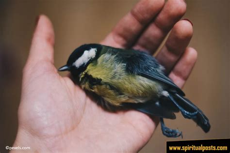 Symbolism of Dead Birds in the Bible – Nature Blog Network