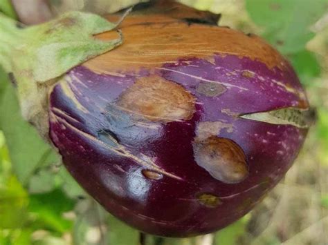 How to Grow Eggplant in Containers | Gardener’s Path