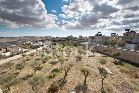 Olive Trees In Bethlehem Stock Photo | Royalty-Free | FreeImages