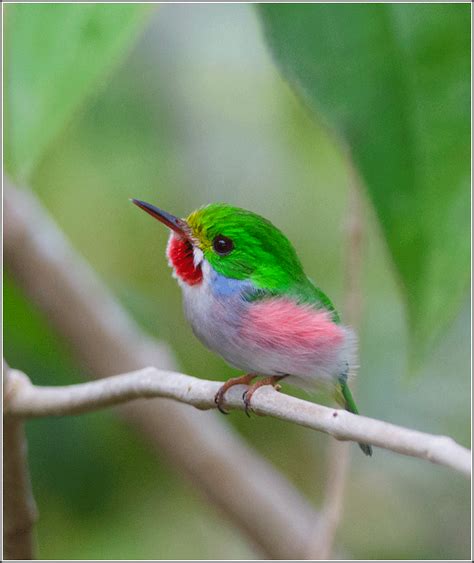 Cuban Tody – birdfinding.info