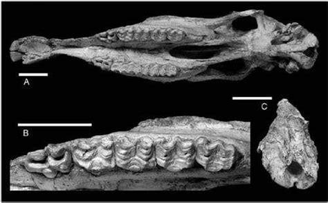 8 Million-Year-Old Hipparion Fossils Found In Xinjiang