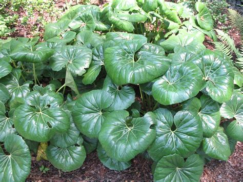 Online Plant Guide - Farfugium japonicum 'Giganteum' / Giant Leopard Plant, Ligularia