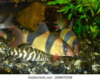 Group Colourful Clown Yoyo Loaches Feeding Stock Photo 2008470338 | Shutterstock