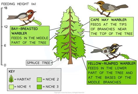 Ecological Niches | SL IB Biology Revision Notes 2025 | Save My Exams