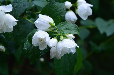 Growing Jasmine In Balcony - Planting Guide For Pots | Gardening Tips