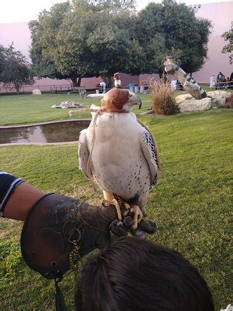 Al Ain Zoo - 2018 All You Need to Know Before You Go (with Photos) - TripAdvisor