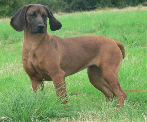 Bavarian Mountain Hound Info, Training, Temperament, Puppies