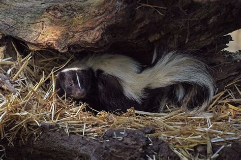 It's Skunk Mating Season in Connecticut – Here’s What to Look For