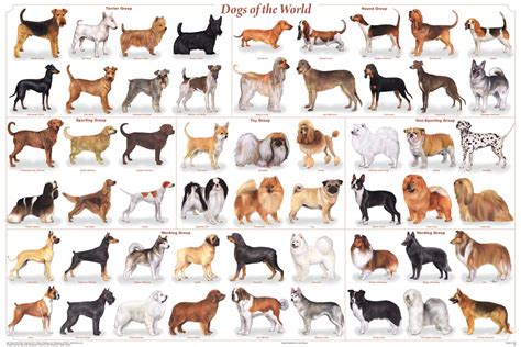 Buy Laminated Dogs of the World Popular Breeds Chart 36x24 Online at desertcartINDIA