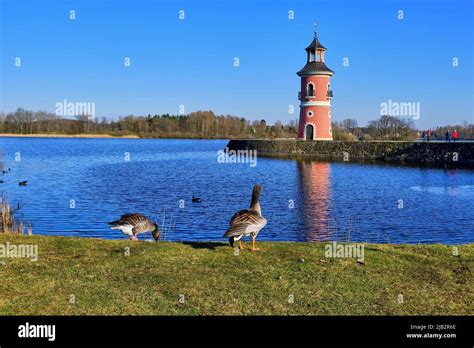 Moritzburg near Dresden, Saxony, Germany - March 1, 2022: Greylag geese roam around the edge of ...