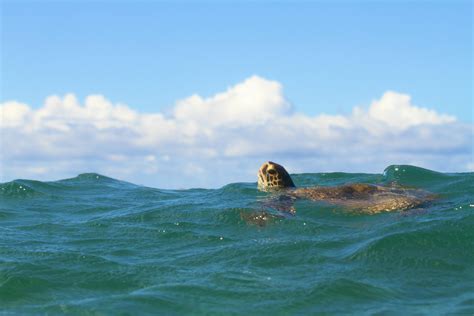 IMG_7705 - Wildlife Hawaii