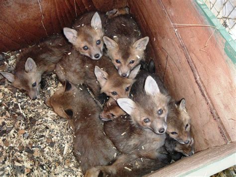 Fox pups – Fox Wood Wildlife Rescue