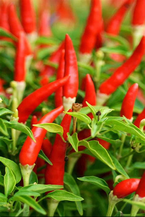 Hot Chili Peppers - List of Hot Chili Peppers by Heat Level - Chili ...