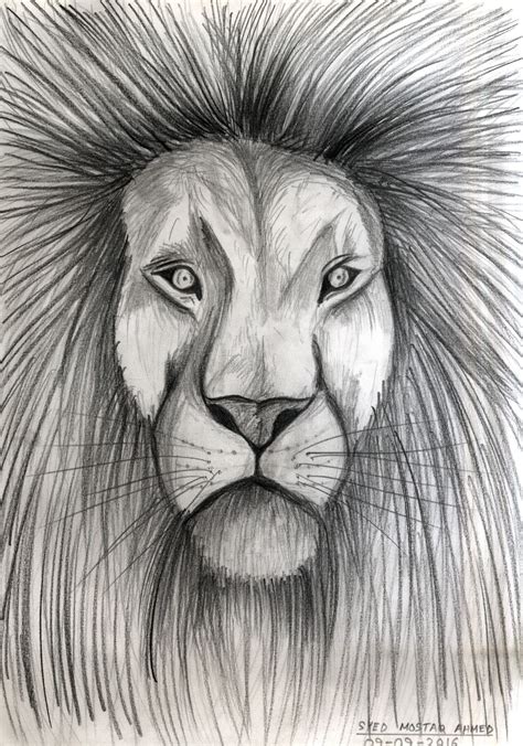 Lion Face Pencil Drawing at PaintingValley.com | Explore collection of ...