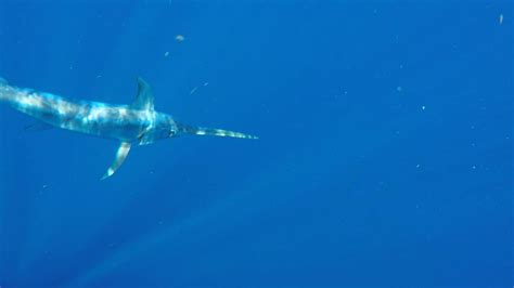 Underwater Swordfish Footage - YouTube