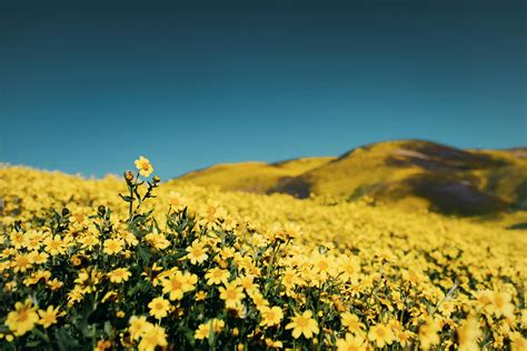 Yellow Flower Field · Free Stock Photo