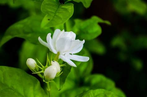 18 Different Types of Jasmine Flowers: A Comprehensive Guide (Photos)