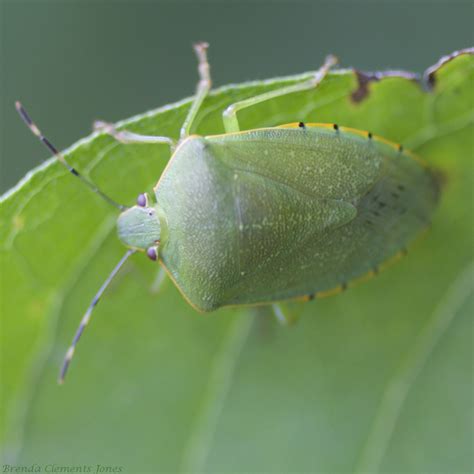 Green Stink Bug – Tendrils