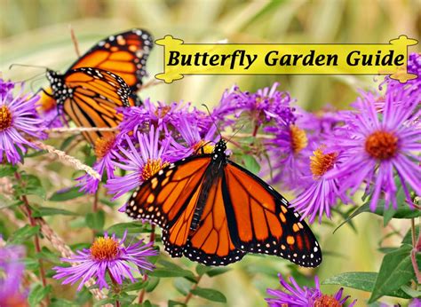 Monarch Butterfly Garden Book- Instant Download