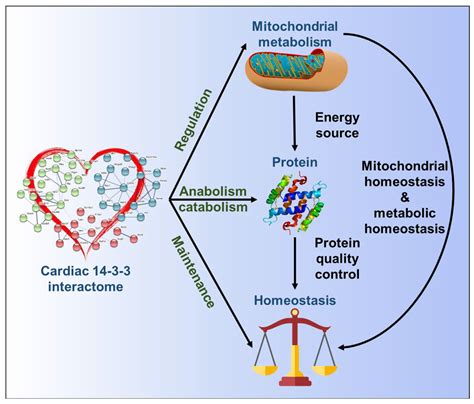 Cells | Free Full-Text | Proteomic Landscape and Deduced Functions of the Cardiac 14-3-3 Protein ...