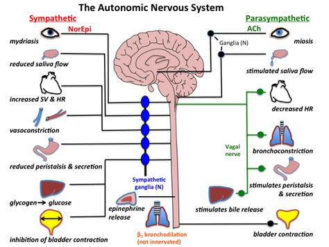 Acetylcholine: How and Why to Optimize the Synthesis of this Vital Neurotransmitter