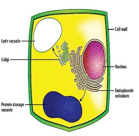 Labelled Diagram Of Vacuole