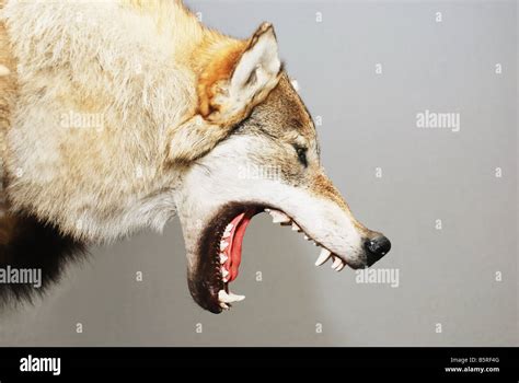 stuffed wolf head with open mouth against gray background Stock Photo ...