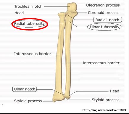 Radial tuberosity – Elbow Joint by Structural Kinesiology