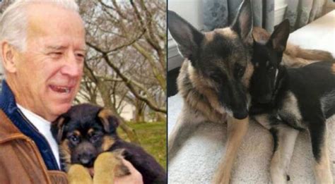 Meet the Biden family's 'Major': The first rescue dog to grace the ...